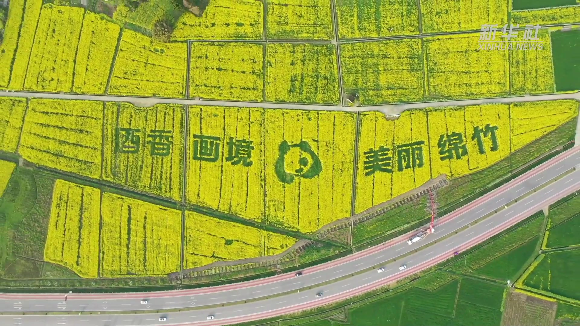 四川绵竹油菜花开春意浓