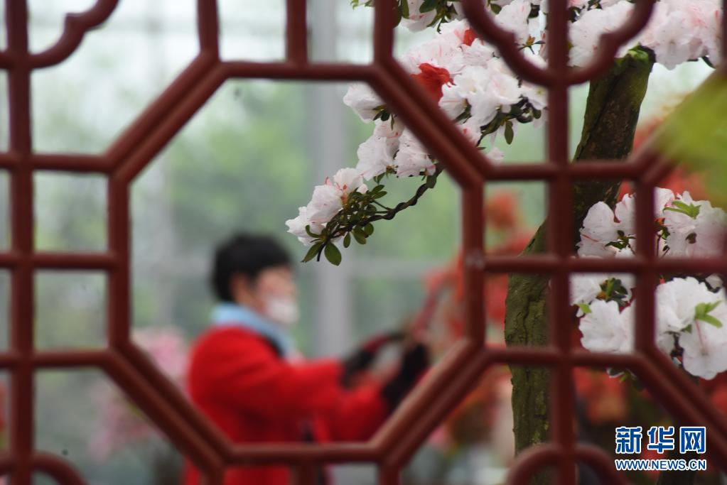 4月24日，游客在日照杜鹃花节上观赏杜鹃花。