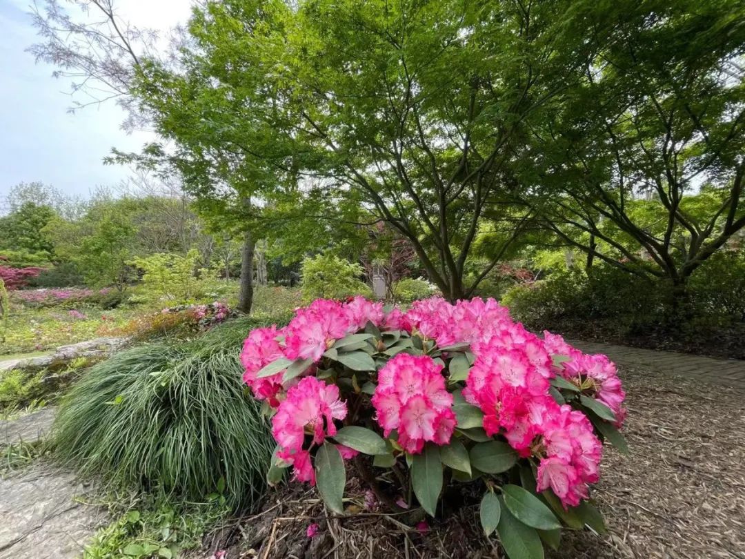 稱霸全國城市公園的杜鵑花展來了!