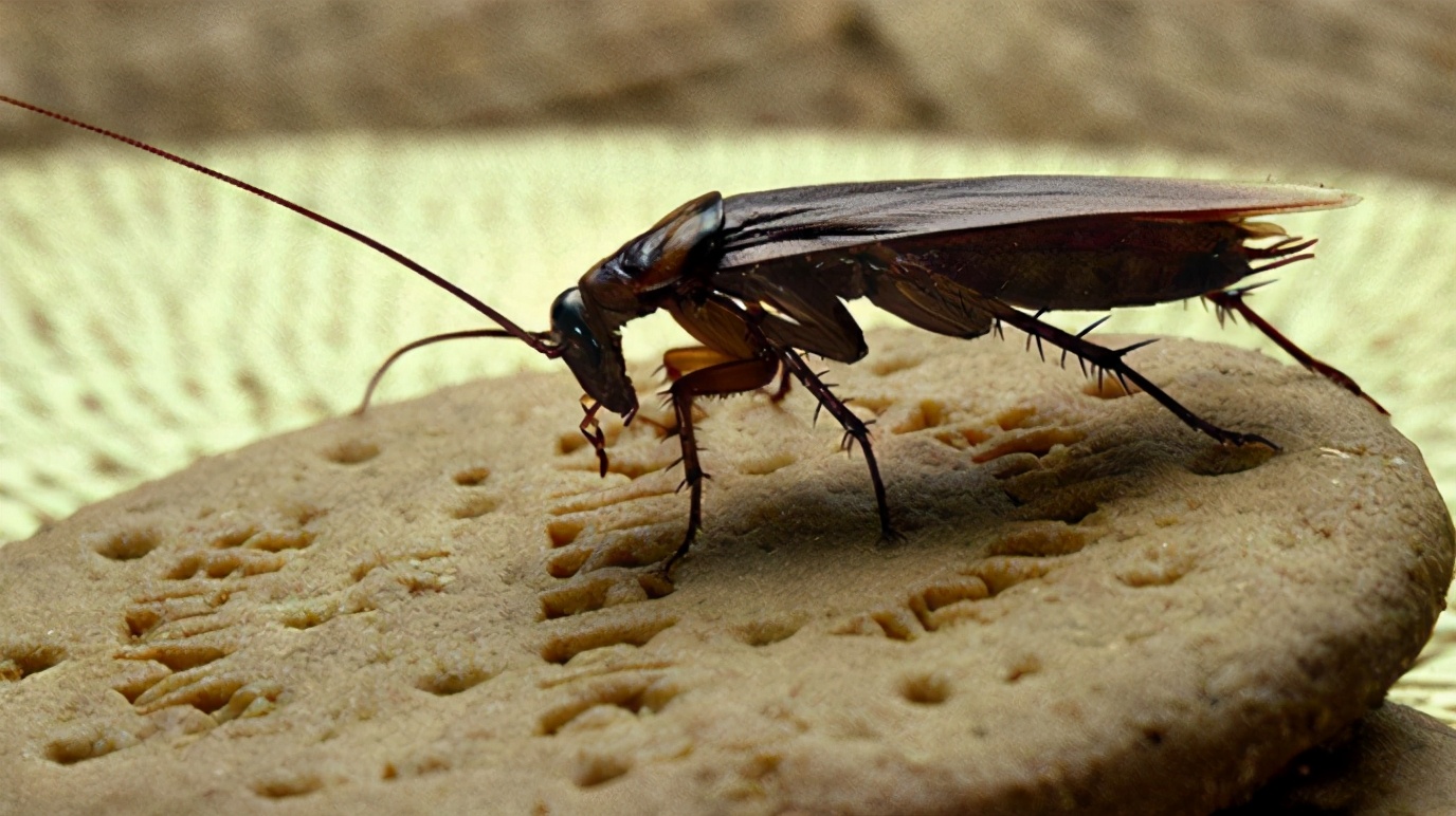 研究人员靠控制蟑螂行动协助人类救援__凤凰网