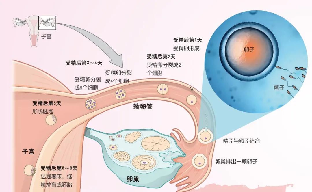 受精卵会进入子宫,开始分裂,发育