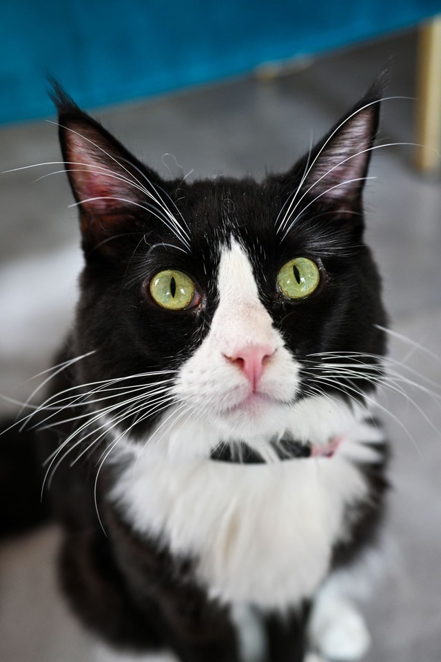 zfc评测
