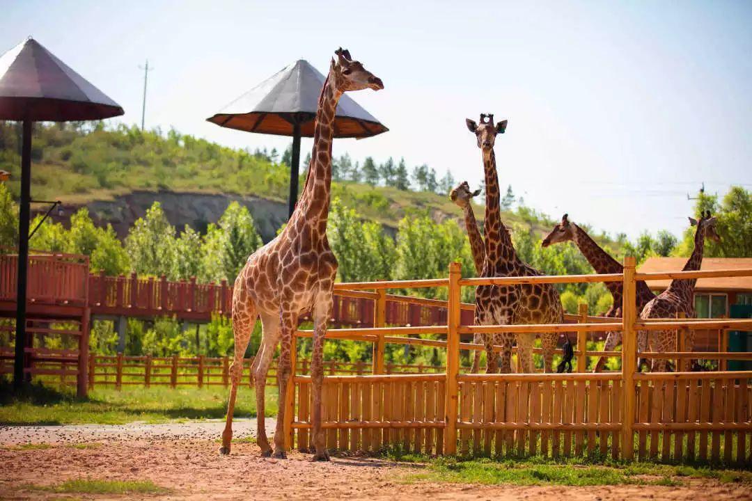 鄂尔多斯野生动物园汇聚了来自世界各地的动物,无论是憨态可掬的大