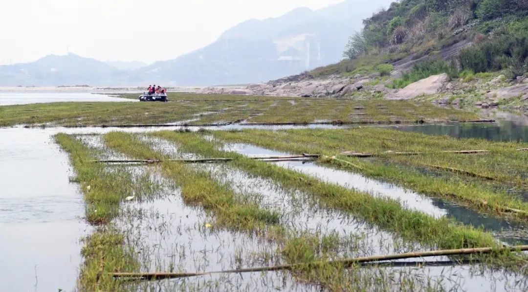 长江重庆江津段的人工鱼巢.新华社记者唐奕 摄