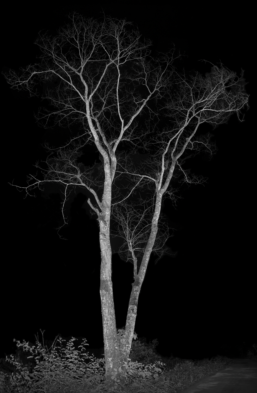 李季作品 夜-死去的冷杉,相纸彩色打印,150x230cm,2020