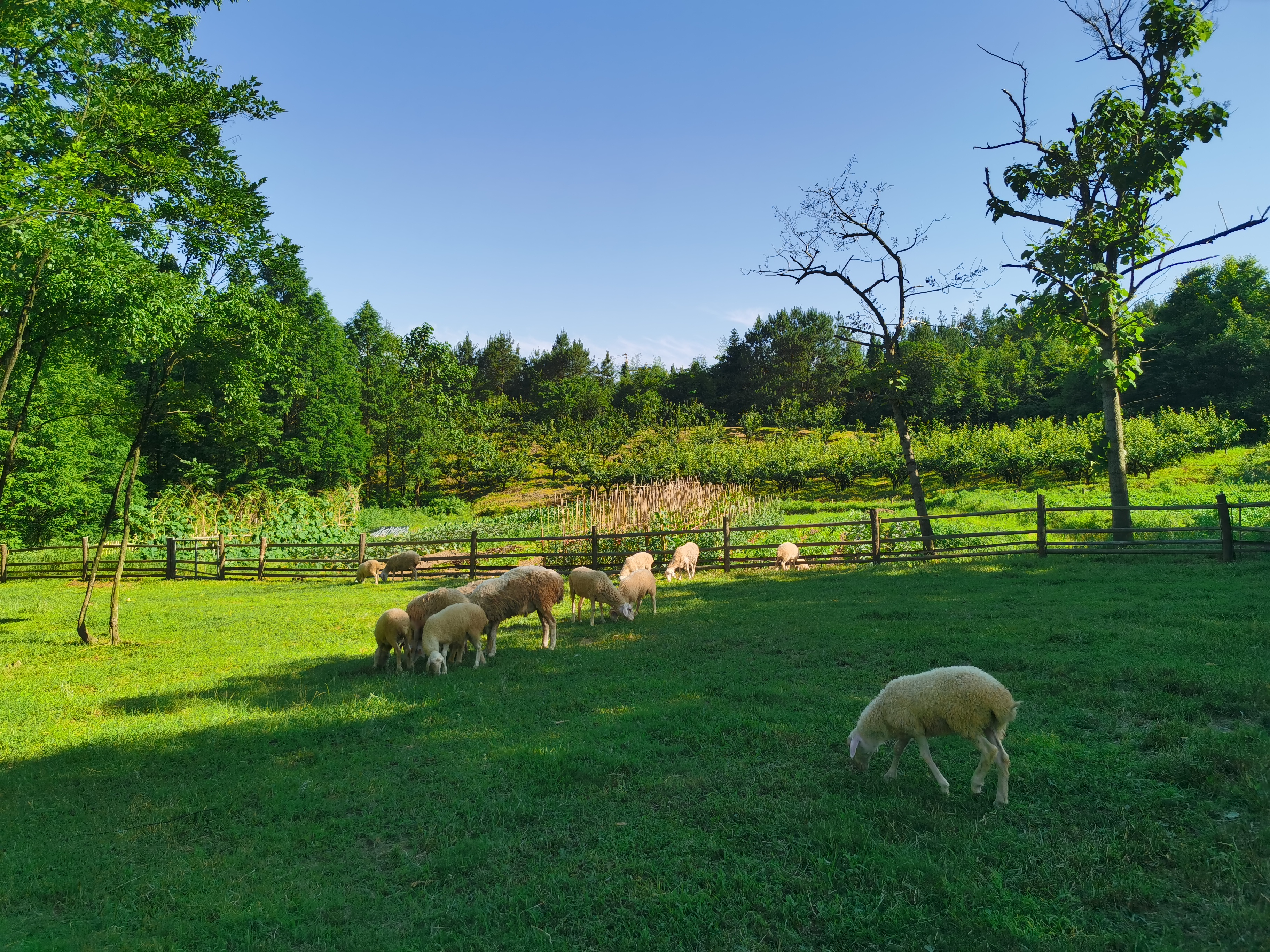 浙江安吉五峰山农场里的羊群