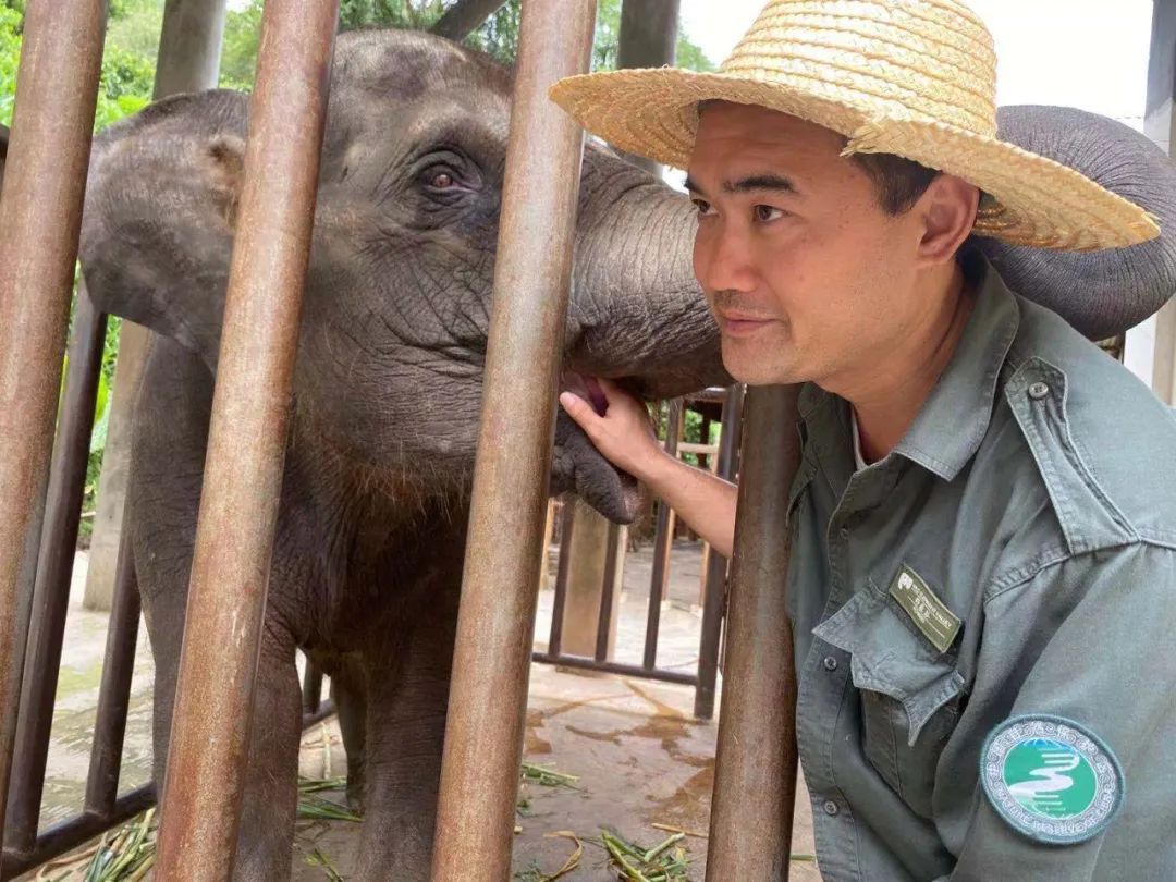 6月21日,"大象医生"保明伟为一头野象检查.新京报记者 肖薇薇 摄