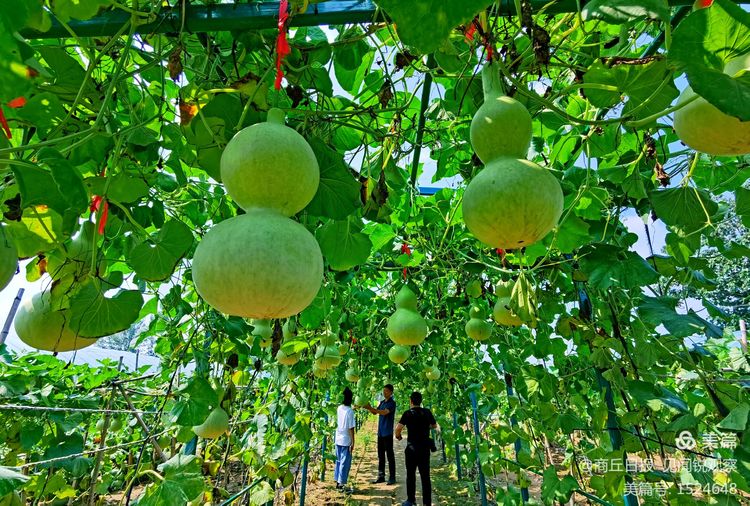 宁陵网红新"三宝":酥梨,葫芦和葡萄