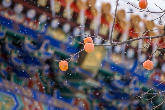 亲民远摄镜头 佳能RF100-400mm IS USM评测