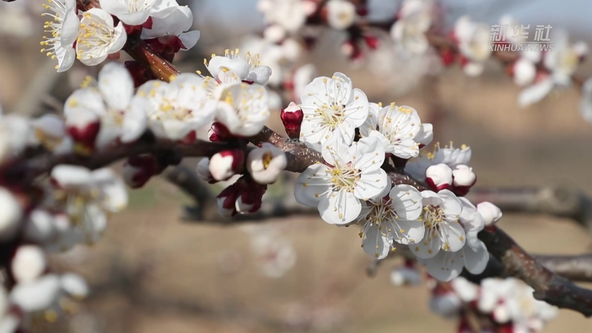 杏花是什么季节开的(杏花是什么季节开的冬天还是春天)