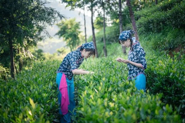 这个旅游文化节超有看头！送上虔心小镇金牌茶旅路线攻略