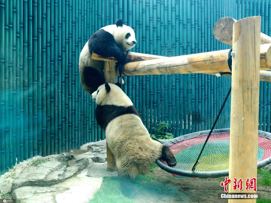 大熊貓姐妹北京動物園內嬉戲打鬧