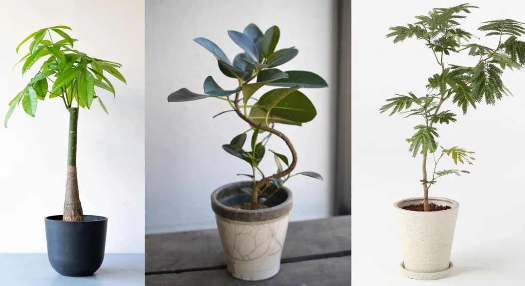 人气极高的7种室内观叶植物 这些盆栽植物多年流行一直没衰减 凤凰网 人气极高的7种室内观叶植物 这些盆栽植物多年流行一直没衰减 凤凰网