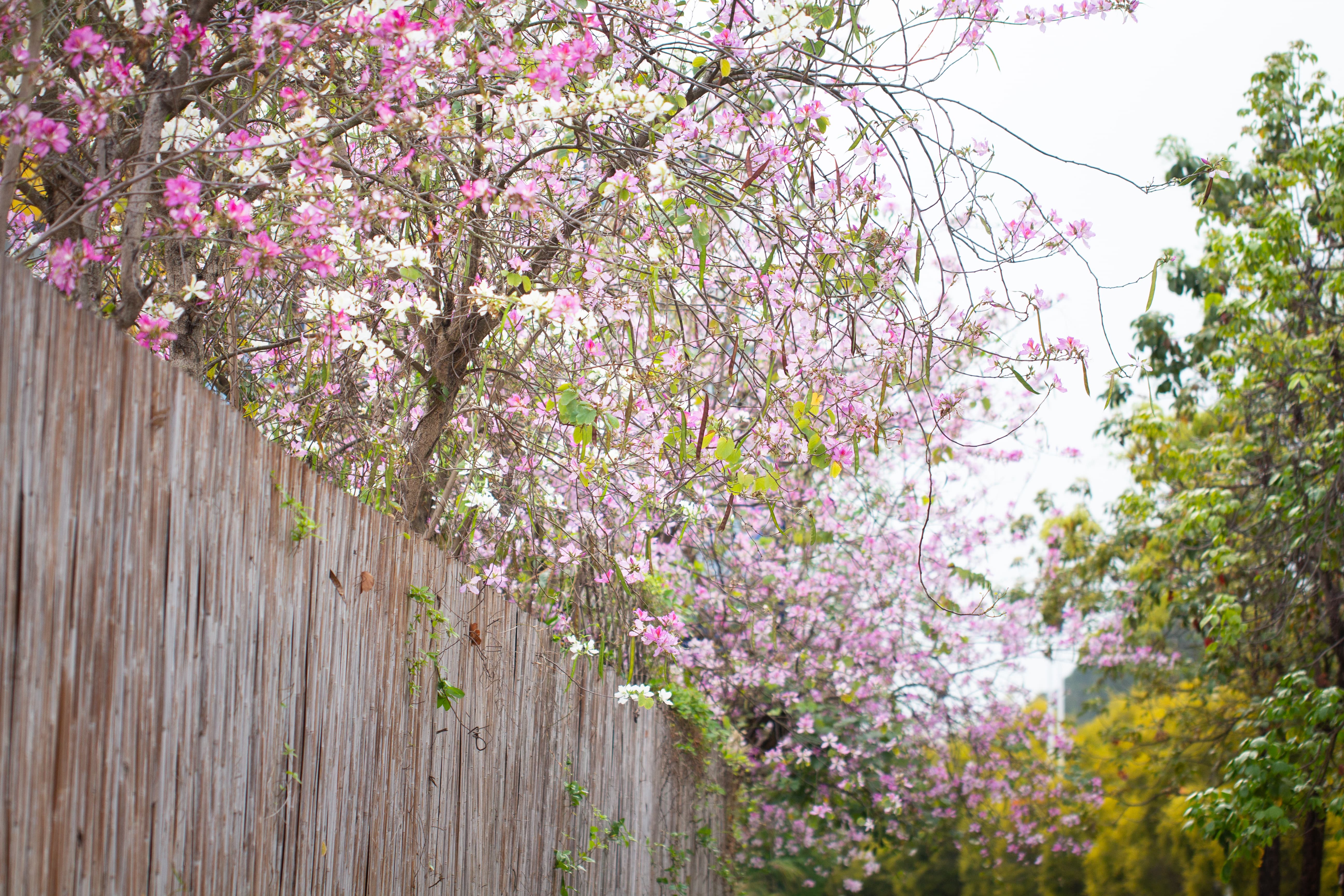有一种唯美意境 叫竹篱笆外的紫荆花 简直越看越美 凤凰网