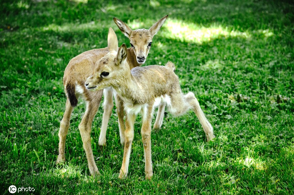 當地時間2021年5月27日,土耳其科尼亞karatay municipality動物園康復