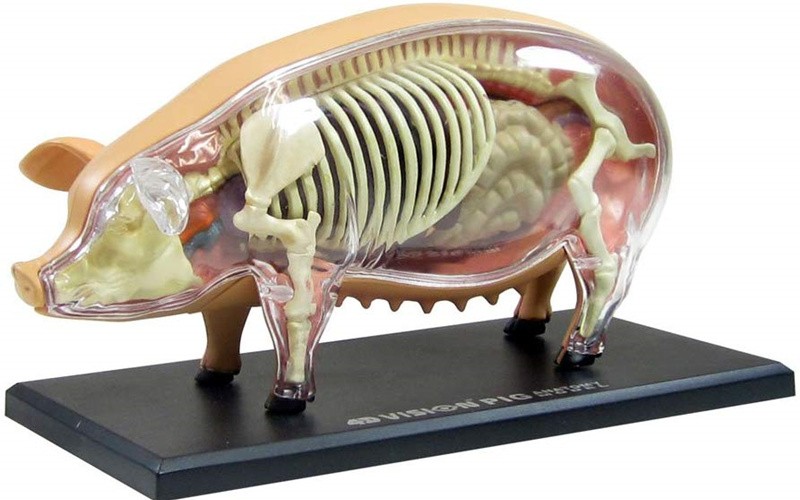 动物解剖实物图图片