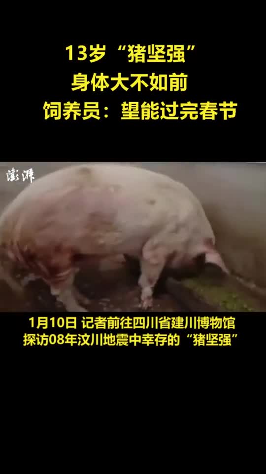 13岁猪坚强身体大不如前,饲养员:希望过好今年春节