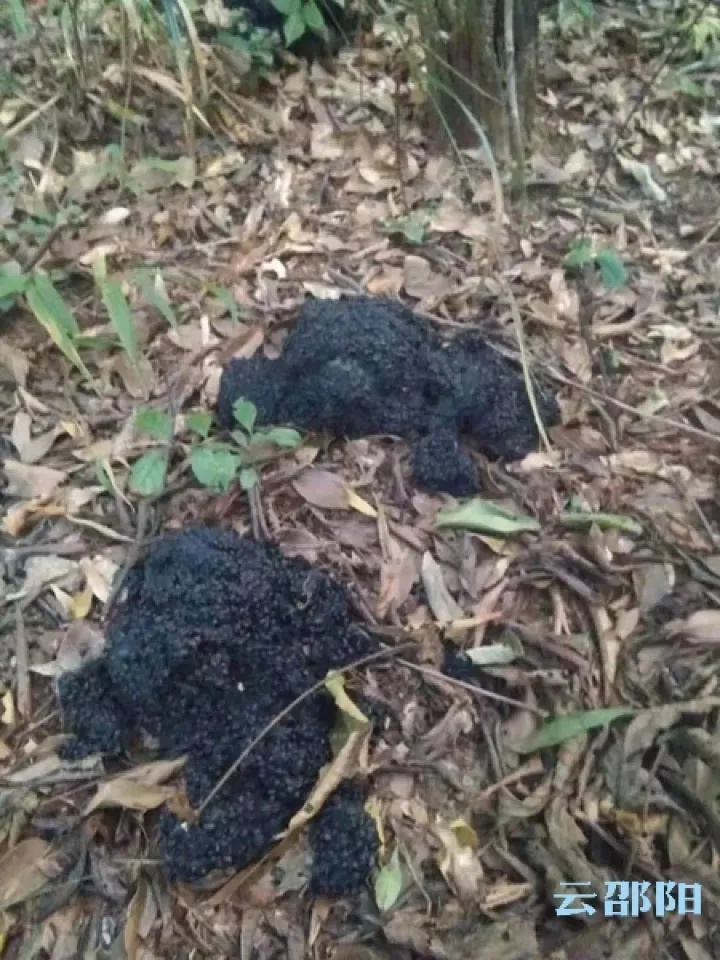 熊出没!邵阳这个公园内发现野生黑熊