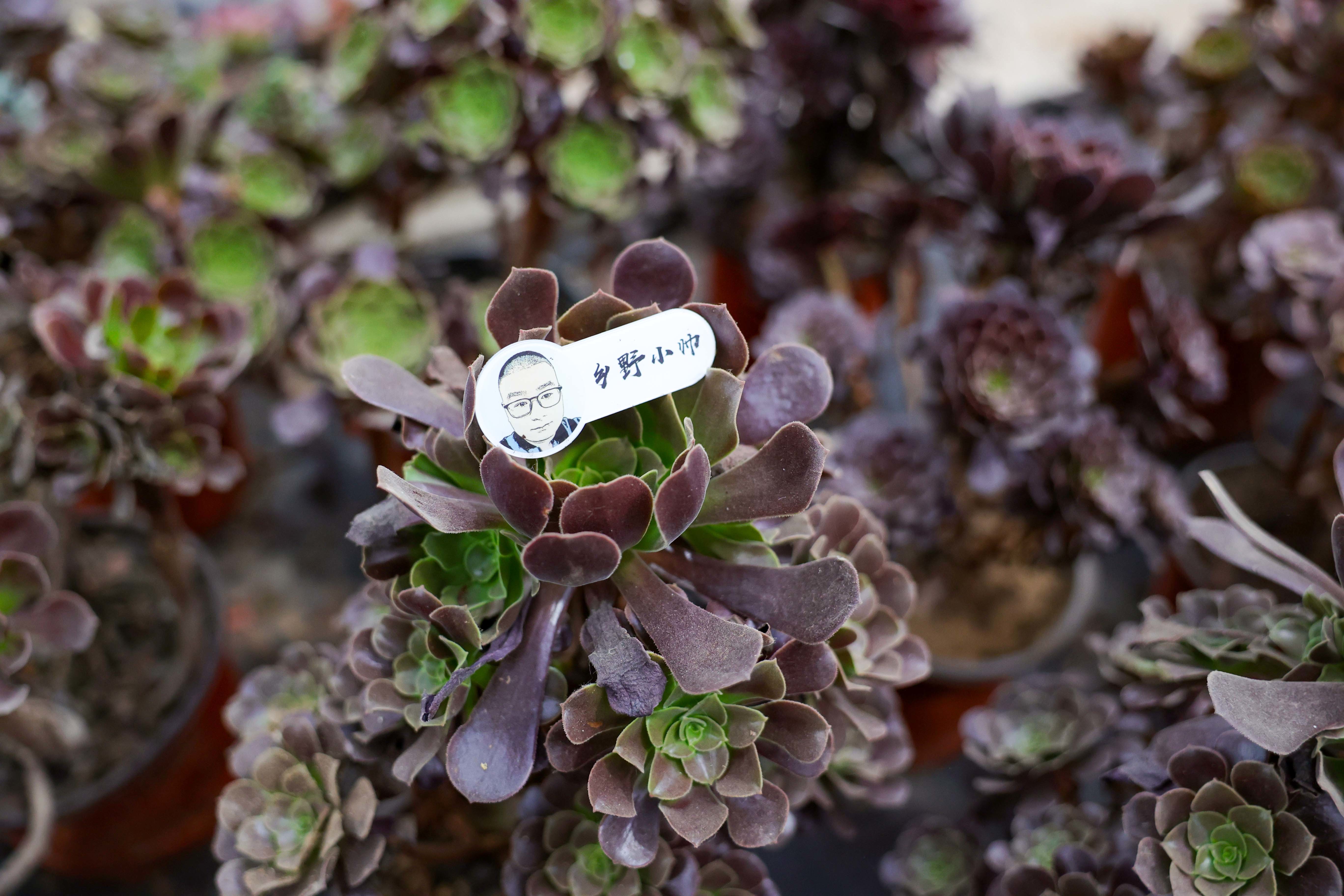 羊绒法师和欧紫法师 ,他们的养护方法一样吗?有什么区别?__凤凰网