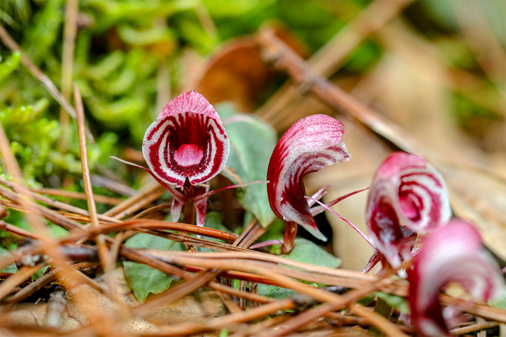 云南龙陵首次发现濒危植物大理铠兰__凤凰网
