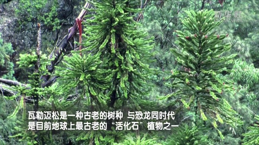 五洲风物 瓦勒迈松