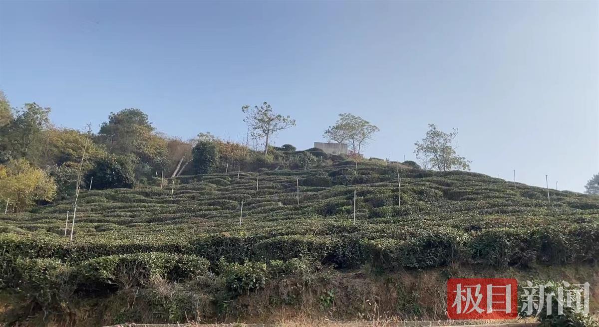 城楼寨山上的茶园今年32岁的王飞就是城楼寨茶叶制作技艺第五代传承人