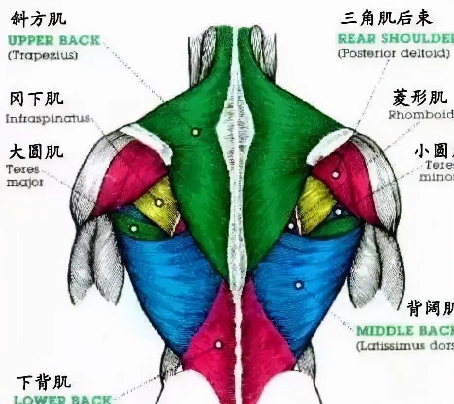 4個練背技巧,一組練背動作,改善彎腰駝背問題,提升體態氣質