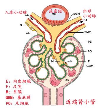 肾小球结构示意图图片