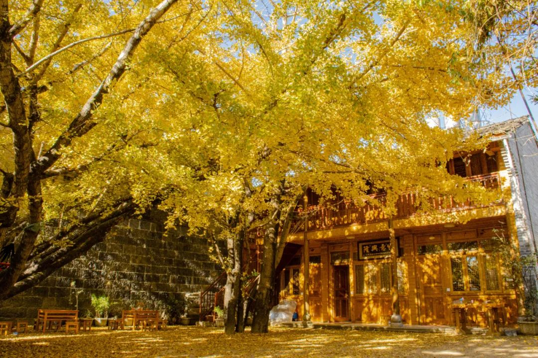 云南腾冲银杏村的百年发展史:洪武年间初建,历经600年成现模样!