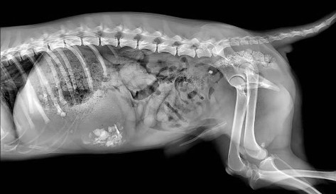 宠物dr是什么宠物医疗快速发展，宠物DR市场需求强劲_https://www.jmylbn.com_新闻资讯_第3张
