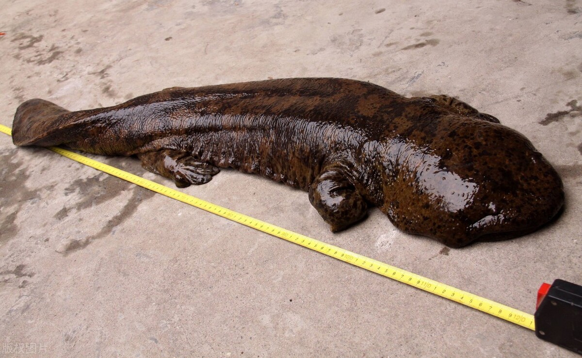 长江中的10大野生动物,三种再也不见,七中濒临绝迹