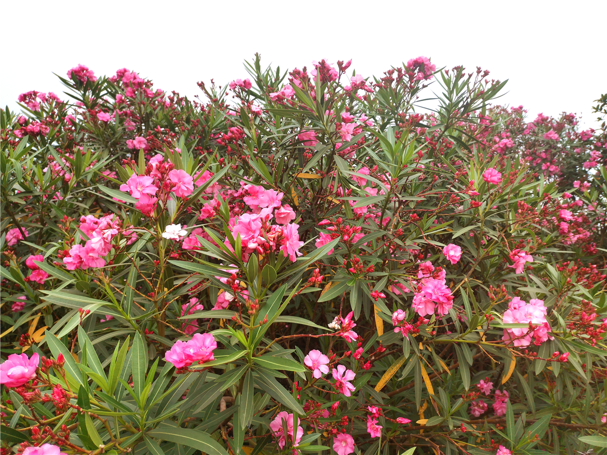 美丽吉安:夹竹桃花娇艳怒放 成为夏天一道亮丽风景线