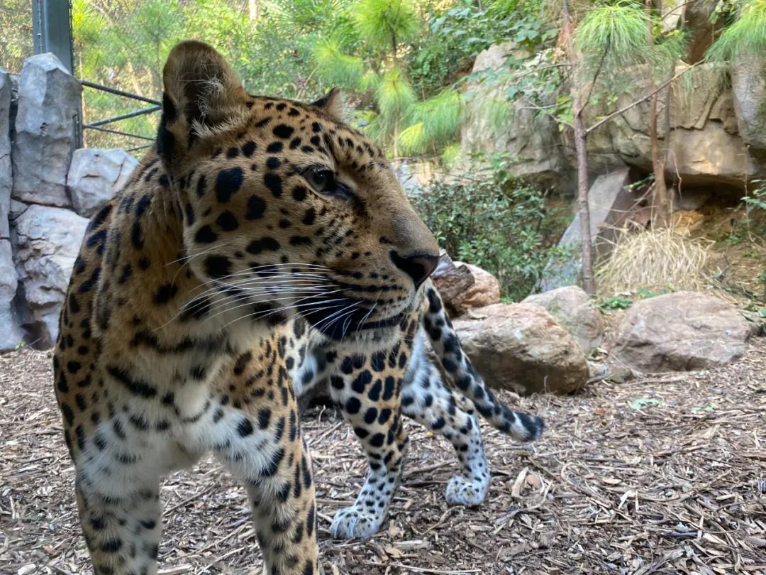 這家中國最好的動物園,在等著你去狠狠報復它