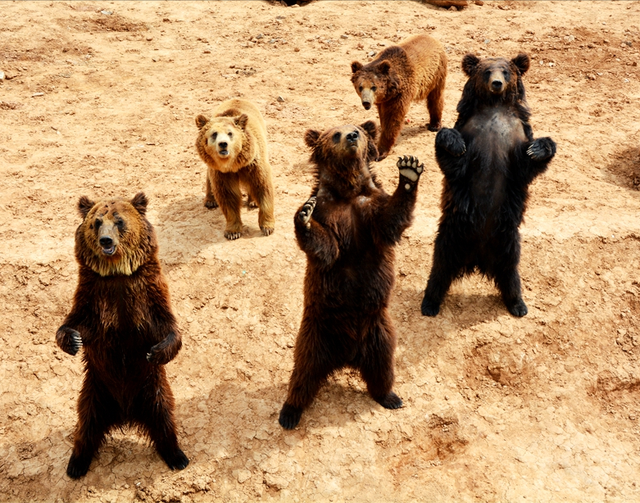 洛陽周邊家庭親子自駕遊優選地,盡在萬安山野生動物歡樂世界