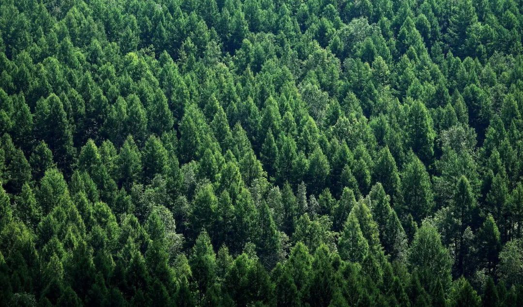 【摄影赏析】森林生态展新荣——中国著名摄影家冯凯文摄影作品欣赏