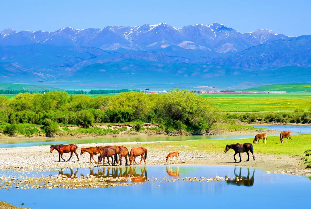 初秋,昭苏湿地水草丰茂美如画__凤凰网