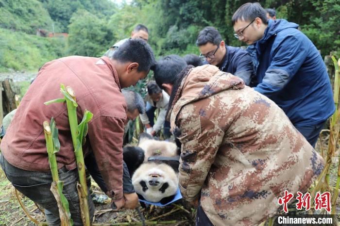  熊猫专家准备现场对野生大熊猫进行检查。 张汶雯 摄 