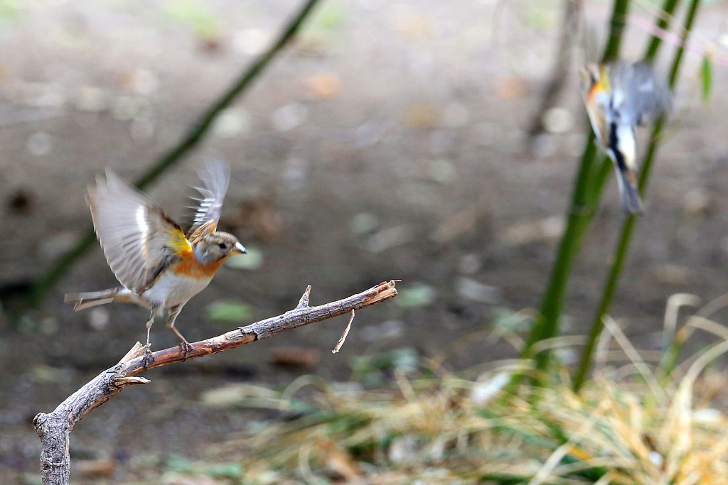 2021年3月11日,北京天坛公园内,白脸山雀、燕雀、白眉歌鸫、红嘴蓝鹊、白头鹎雏鸟等众多鸟类在园内觅食嬉戏,公园内鸟语花香、春意盎然。(图片来源:视觉中国)