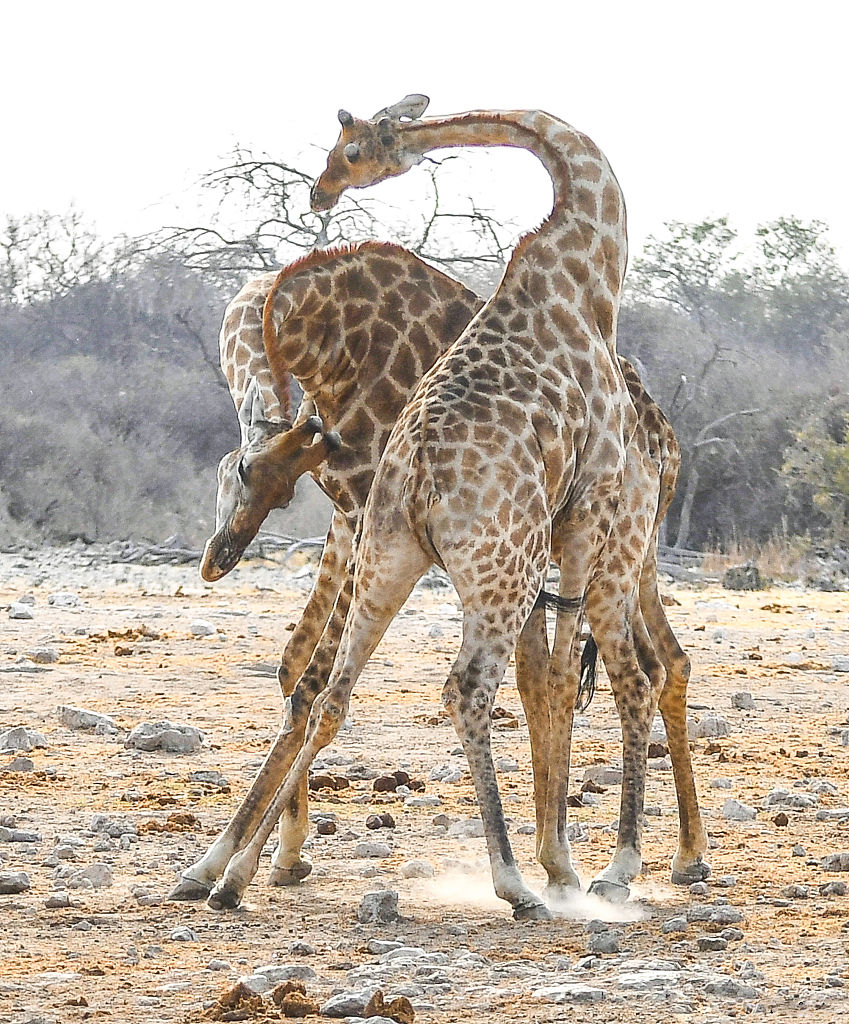 纳米比亚雄性长颈鹿为争夺配偶交战