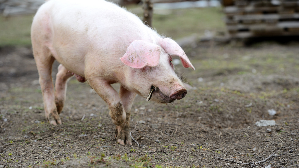 东北西南猪价惨不忍睹!猪价下跌"主谋"是谁?8月能迎来好转?