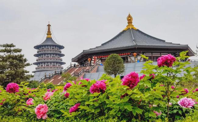 洛阳城花海人潮,竞睹牡丹倩姿芳容,这里是最佳旅游目的地