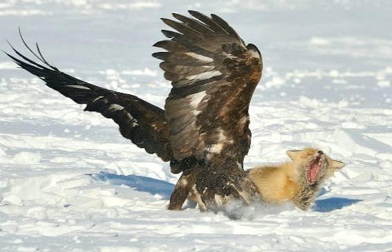 金雕结队围捕狼群,为了生存下去,狼王无奈吃掉所有幼狼!__凤凰网