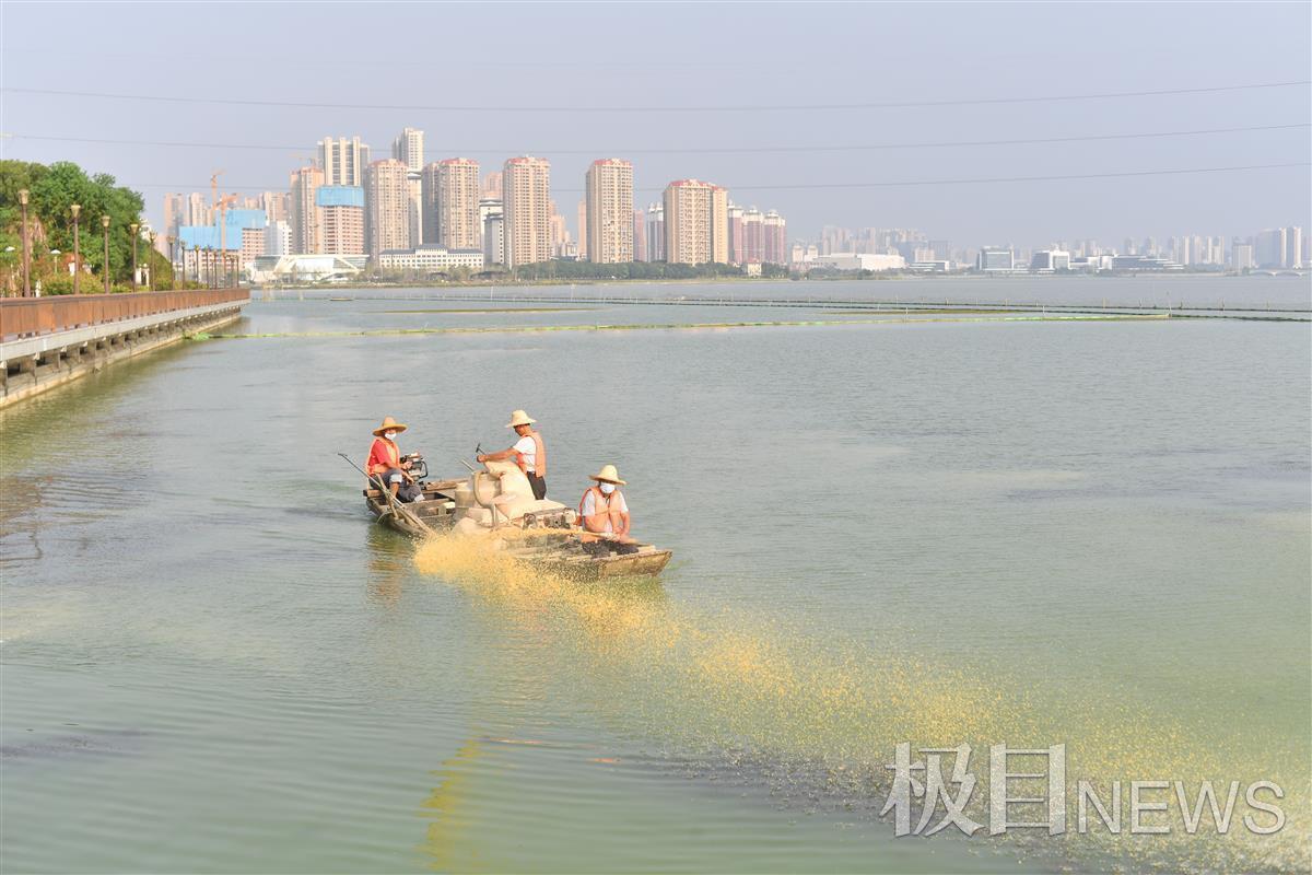 南湖水质将在今年底达到Ⅳ类标准