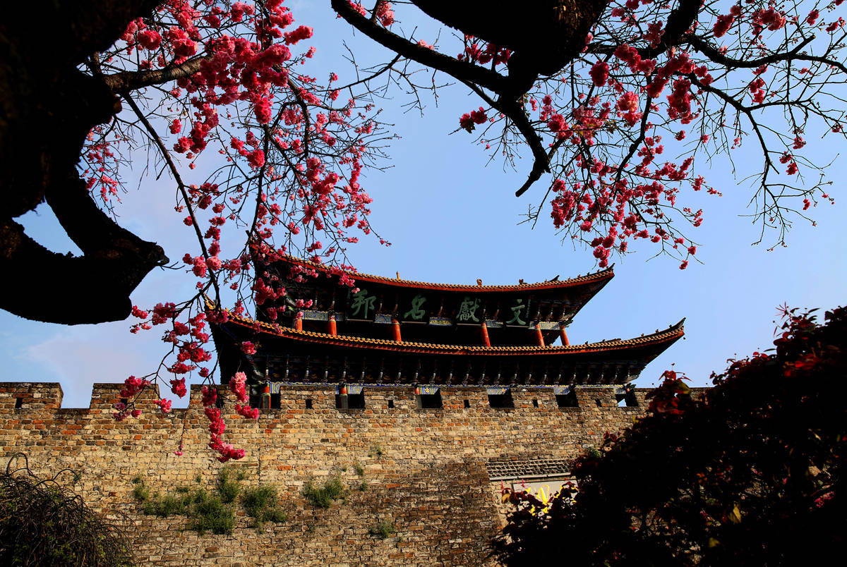 你看你看,大理的樱花__凤凰网