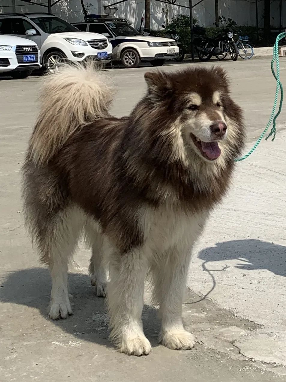 阿拉斯加犬体型较大,食量惊人,派出所已经快负担不起它的伙食啦!