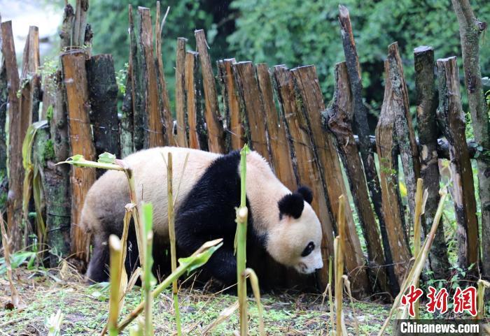  野生大熊猫体长约1米，体重约70公斤。 张汶雯 摄 