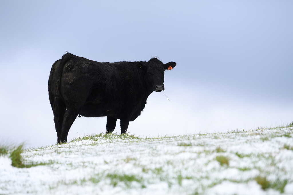 外媒澳大利亚肉牛养殖业迎来寒冬