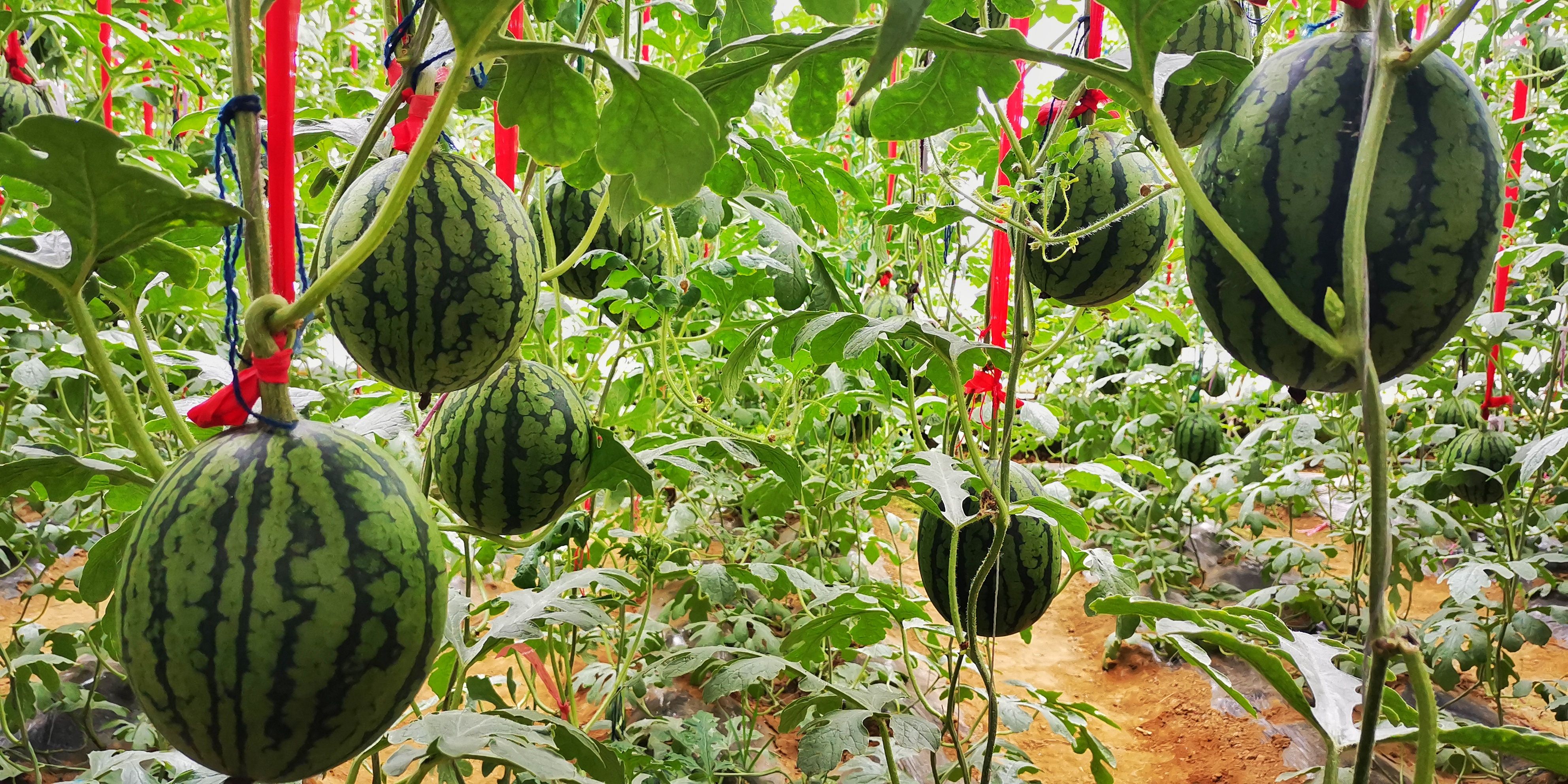 平谷西柏店"两款"袖珍西瓜"五一"成熟上市_凤凰网美食_凤凰网