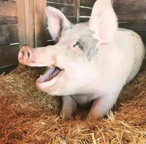 故事:家猪天天嚎叫,叫来杀猪匠宰杀时,陌生老头说:它是你前妻