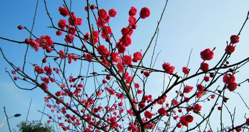 梅州市市花梅花